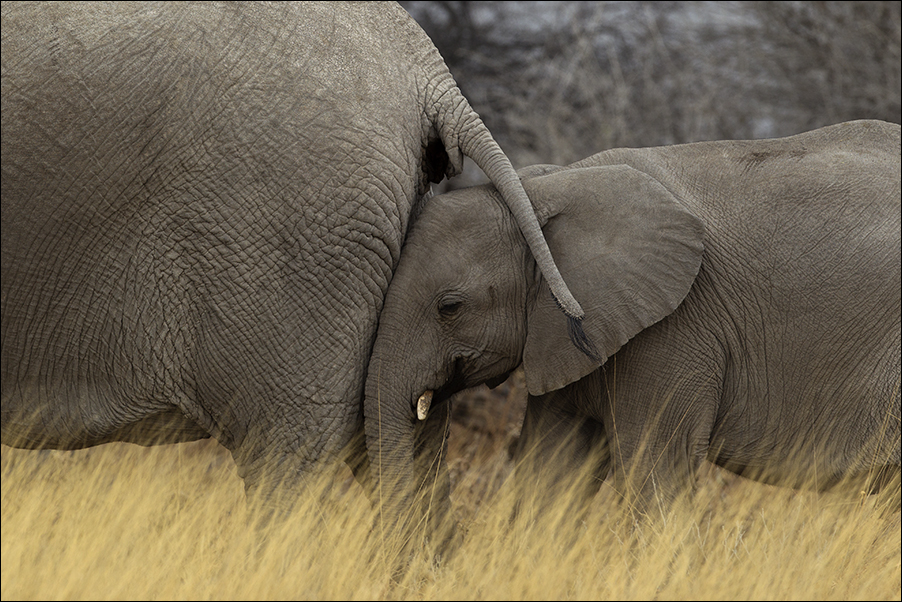 Wildlife01