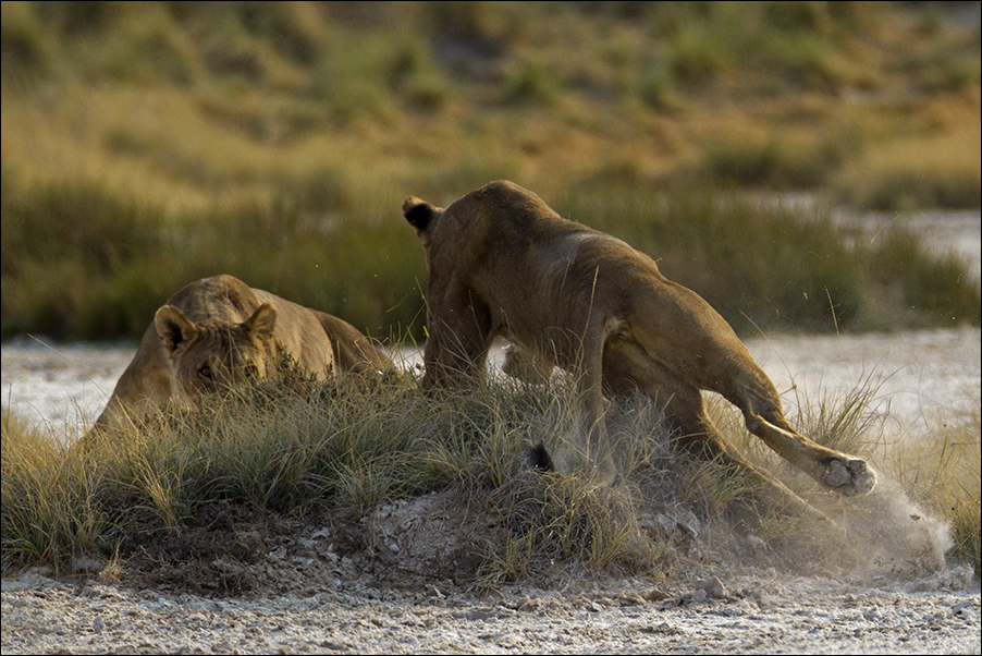 Wildlife02