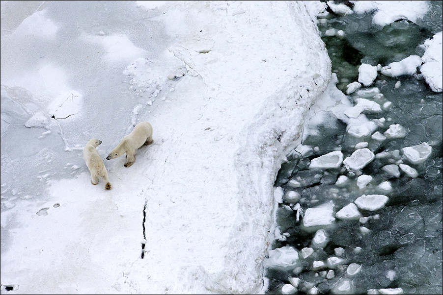 Wildlife03