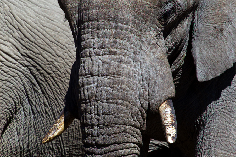 Wildlife05