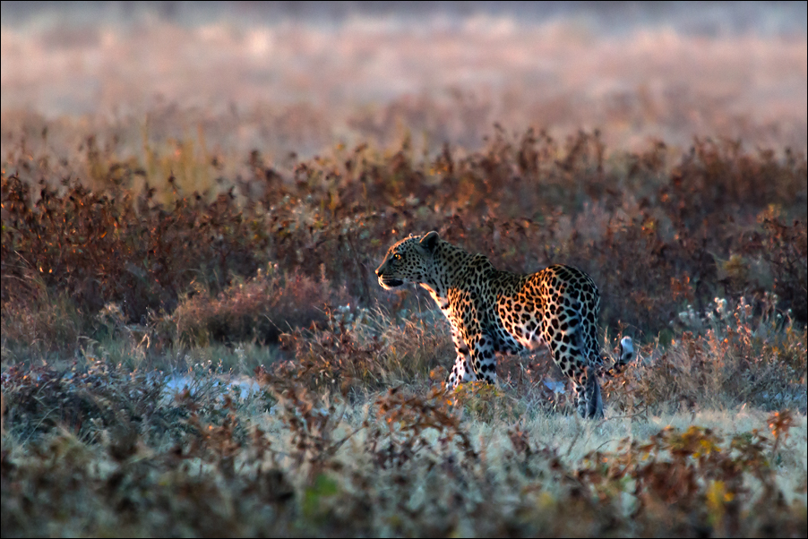 Wildlife06