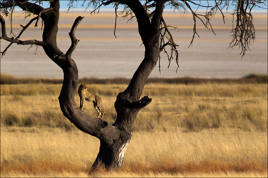 Wildlife07