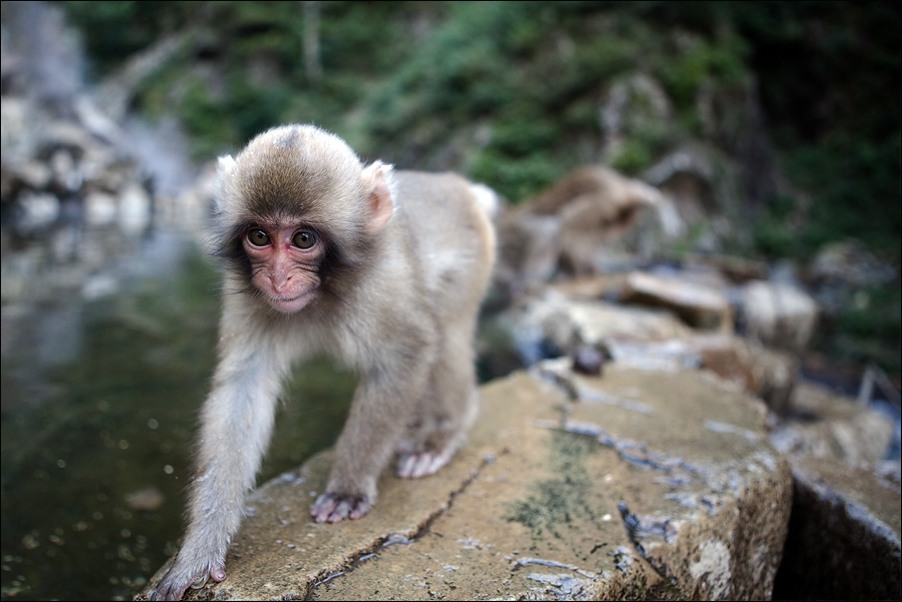 Wildlife09