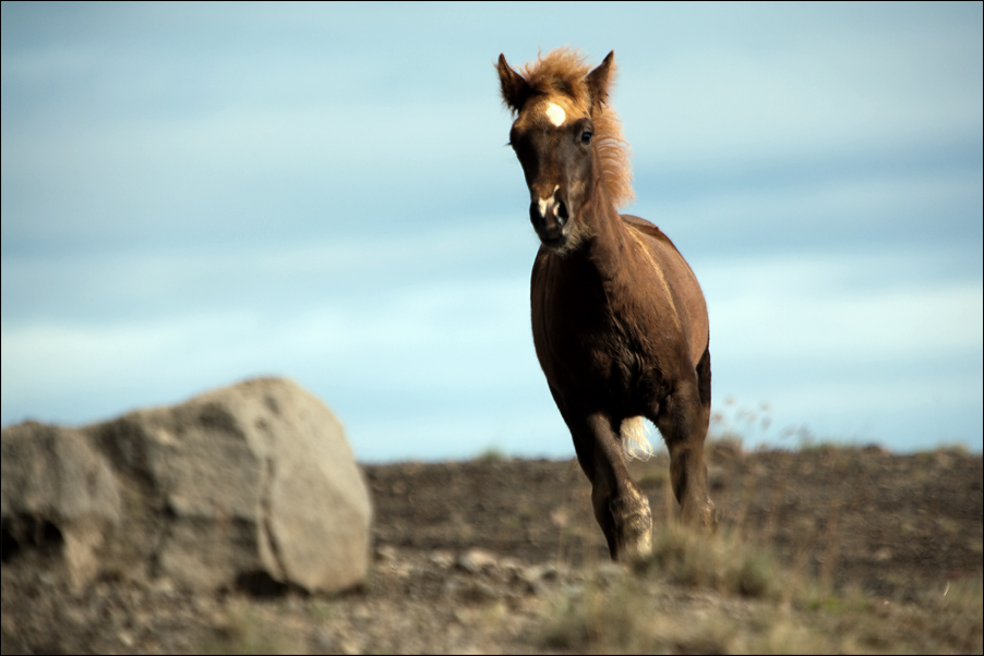 Wildlife10