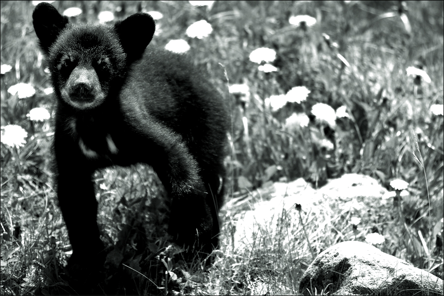 Wildlife12