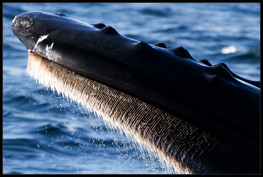 Wildlife23