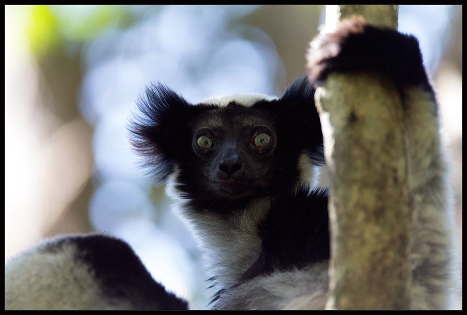 Wildlife24